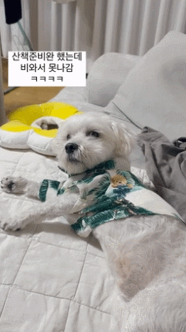 산책 준비 끝났는데 비와서 못 가는 댕댕이.gif