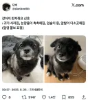 자기를 만져달라는 강아지들의 신호