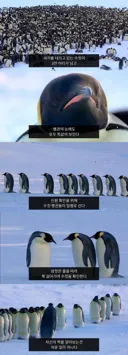 펭귄들의 자식 구별법