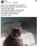 고양이가 하도 울길래 왜 그러나 싶어 들어가봤더니.jpg