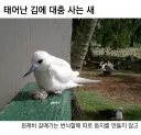 태어난 김에 대충 사는 새.