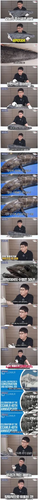 맛있어서 멸종될뻔한 생선