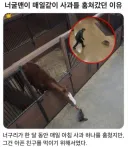 너구리가 사과를 매일 훔친 이유.