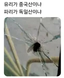 파리 무시하면 안돼는 이유