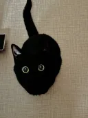 소드 실버 캣