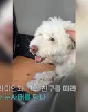 눈사태로 실종된 반려견 에어태그 신호 따라가보니