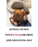 존나게 맛있다는 야생의 독버섯.jpg