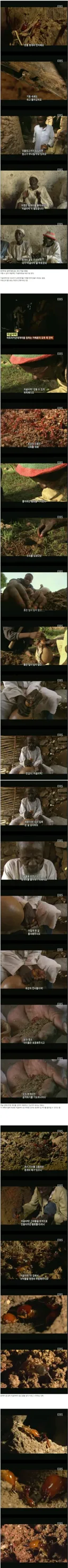 스압) 아프리카에서 흰개미를 퇴치하기 위해 소환한 것