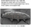 중국, "물곰 몸에 문신하는 기술 개발"