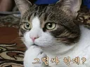 소설 : 대통령의 1년반