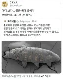 고전 중국 물곰 몸에 문신하는 기술 개발