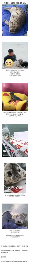 한국엔 부캉이, 중국엔 나나