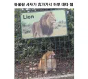 동물원 사자가 연차써서 하루 대타 뜀