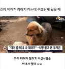 식빵 물고 온 유기견