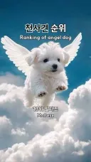 성격이 천사같은 개 키우는 것도 복이긴 하더라