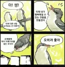 이런 멋진 새가 왜이리 적을까!