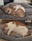 다큐)늑대와 호랑이의 2년간 발육속도 차이