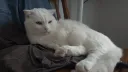 고양이 한마리 더 키우고 싶지만