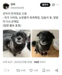 강아지가 귀여움을 받고 싶어 할 때 하는 행동