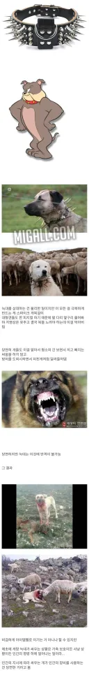 강아지 목에달린 스파이크의 의미