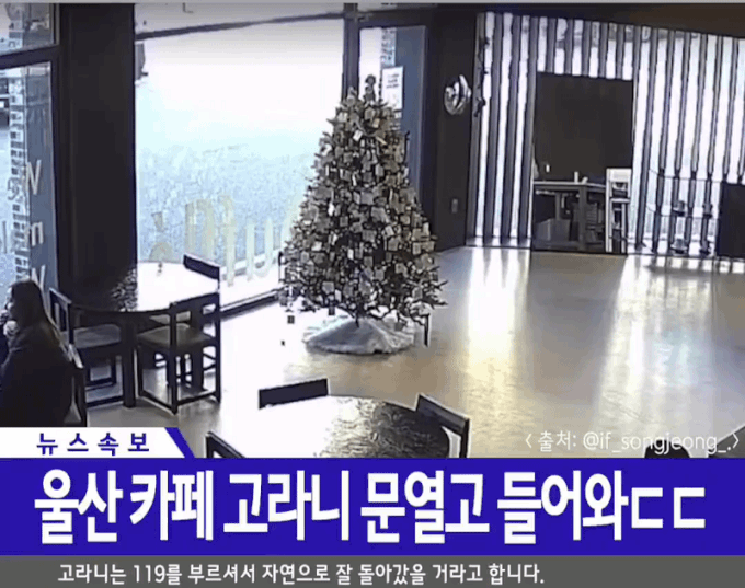 문열고 카페 들어온 고라니gif