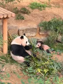 실내 방사장에 나와서 편하게 노는 아이바오와 슈바오 ❤🩵🐼