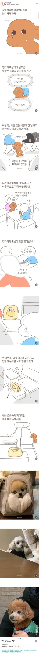 강아지들은 눈치가 빠르다