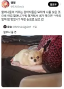 묘하게 나를 낮은 것으로 보는 존재.x