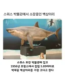 스위스 박물관에서 소장중인 백상아리의 비밀.jpg