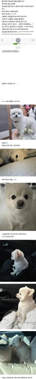 나 어제 진짜 피치못할 사정으로 우리집 강아지 회사 데리고 출근해서 20분정도 같이 있었거든