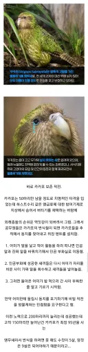 뉴질랜드 공무원들의 비밀작전 '앵무새'
