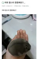 저희 햄스터 뚱뚱해요?.jpg