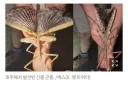 "호주 곤충 차원이 달라".jpg