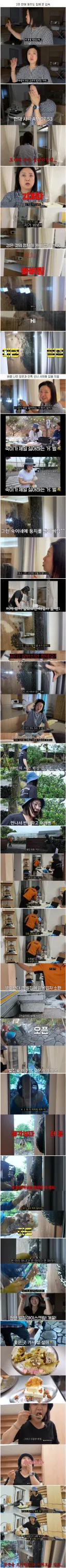 신난 양봉업자와 쉬벌아이스크림