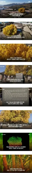 800살이라고 화제였던 은행나무 거짓으로 밝혀짐