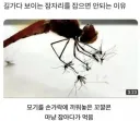 잠자리가 레알 개쩌는 이유