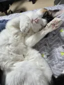 내 침대 옆에 같이 누워 있는 알몸 16세 암컷