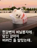한강벤치 비닐봉지에담겨 버려진줄 알았던 강아지.jpg