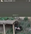 낙법 수련 중인 슈바오🩵 ㅋㅋㅋㅋㅋㅋㅋ