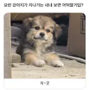 요런 강아지가 지나가는 내내 보면 어떻게 할거임?