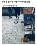 낮에 본 신기한 낙엽 봐주라