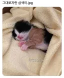 그대로 자란 삼색이
